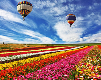 Flower field, air balloon, field, sky, nature, flowers HD wallpaper