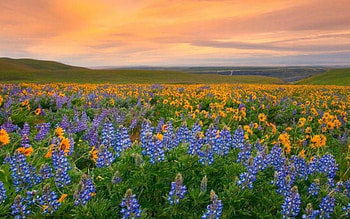 Wild Flowers, blue, beautiful, flowers, wild HD wallpaper