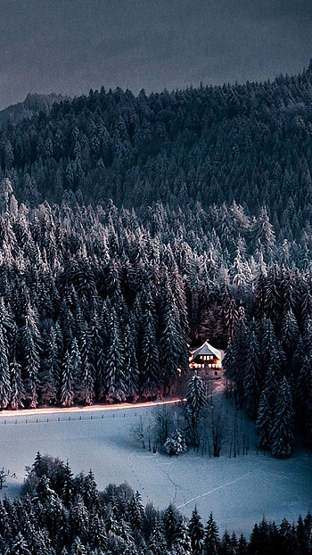 Winter forest, Spruce trees, Snowy landscape, Nature HD phone wallpaper