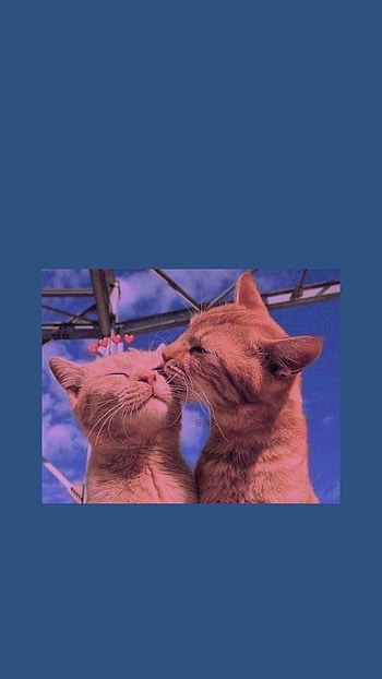 Cats kissing, animal, cute HD phone wallpaper