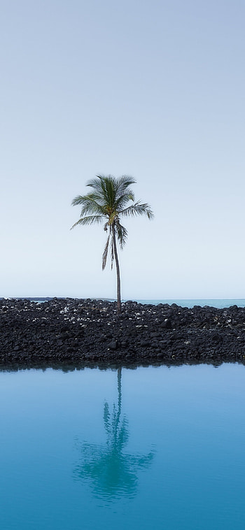 Palm Tree, Sky reflections, X HD phone wallpaper