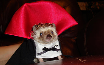 Count dracula, dracula, others, animals, cute, funny, humor HD wallpaper