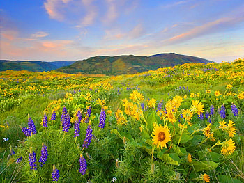 Flowers in the meadow, summer, clouds, meadow, sky, nature, flowers, spring, mountain HD wallpaper