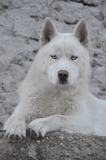 Demon, Husky Siberian, white HD phone wallpaper