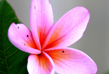 Plumeria, pink, flower, pink flower, nature, flowers, pink plumeria HD wallpaper