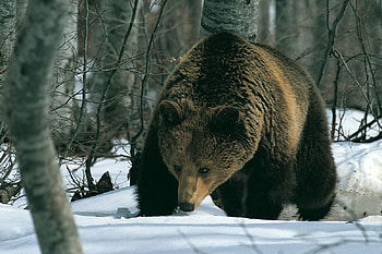 Brown Bear, animal, brown, bear, snow, forest HD wallpaper