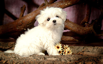 Bolognese Dog, Maltese HD wallpaper
