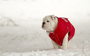 Animals, Winter, Snow, Dog, Walk HD wallpaper