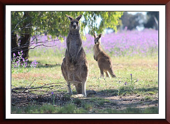 KANGAROOS, NATURE, ANIMALS HD wallpaper