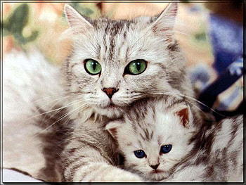Mother and Kitten, kitten, parent, love, mother, child, hugs HD wallpaper