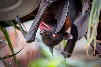 Megabat, Bats HD wallpaper