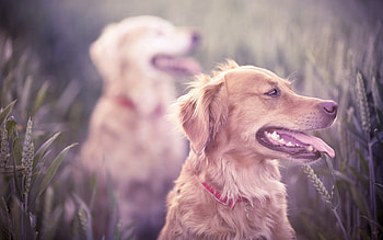 Animals, Dogs, Grass, Muzzle, Blur, Smooth, Protruding Tongue, Tongue Stuck Out HD wallpaper