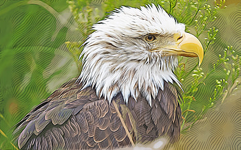 bald eagle, , vector art, bald eagle drawing, creative art, bald eagle art, vector drawing, abstract birds, USA symbol HD wallpaper