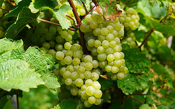 Grapes, berries, nature, leaves, green HD wallpaper