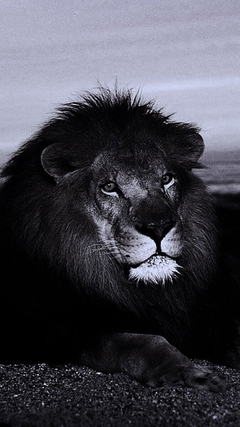 Black Lion, King, animal HD phone wallpaper