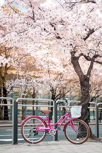 A vintage pink bicycle rests under a blooming cherry blossom tree on a spring day. HD phone wallpaper
