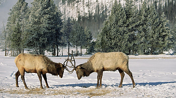 Deer male fighting, winter, animal, white, horns, fight, dear, snow, male, forest HD wallpaper