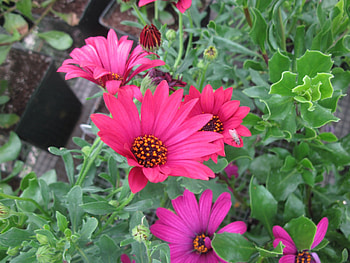 Flowers garden in greenhouse 67, pink, gren, graphyt, graphy, daisy, Flowers, garden HD wallpaper