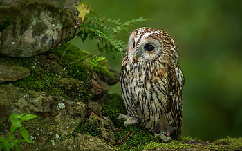 Owl, Animals, Birds HD wallpaper