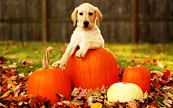 Dog Screensaver And : Dog Screensaver and Dog on the Pumpkins HD wallpaper