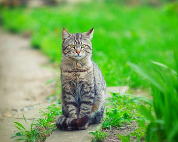 Cute cat, animals, cute, cat, grass, pet HD wallpaper