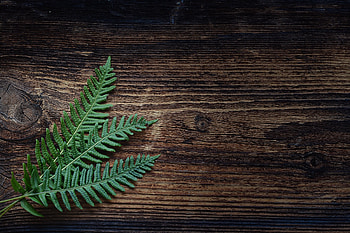 Minimalism, Leaves, Plant, Fern HD wallpaper