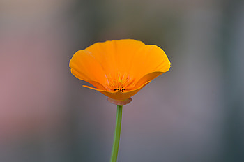 Orange, poppy, portrait HD wallpaper