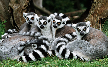 Lemur , Animal backgrounds, Cute primates, Nature HD wallpaper