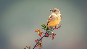 Light Yellow Brown Short-Beaked Bird Is Standing On Tree Branch In Blur Background Birds HD wallpaper