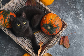 :), pisici, halloween, black, autumn, pumpkin, cat, toamna HD wallpaper