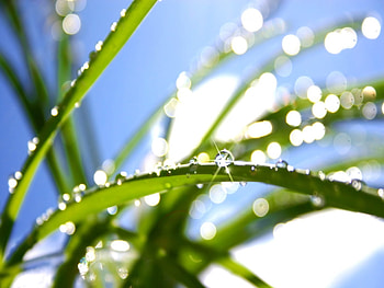 Grass, Background, Drops HD wallpaper