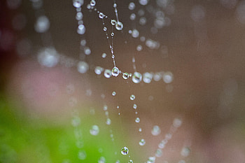 Web, Drops, Macro, Wet HD wallpaper
