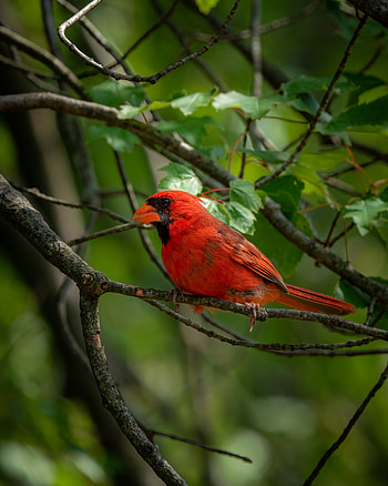 Animals, Leaves, Bright, Bird, Branch, Red Cardinal HD phone wallpaper