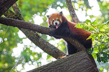Funny, Animals, Wood, Tree, Animal, Panda, Red Panda HD wallpaper