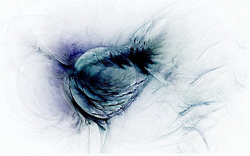 Abstract, Feather HD wallpaper