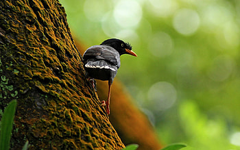 Animals, Bird, Wood, Tree, Branch, Climb HD wallpaper