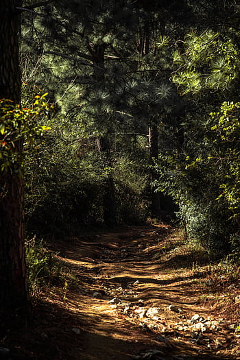 Dappled sunlight highlights a peaceful trail through a lush forest in Islamabad, Pakistan. HD phone wallpaper