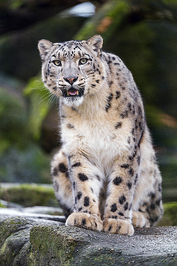 Animals, Snow Leopard, Rock, Predator, Big Cat, Stone, Fangs HD phone wallpaper