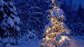 Christmas Tree, winter, trees, forest, snow HD wallpaper