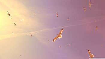 Landscape, Birds, Sunset, Sky, Seagulls HD wallpaper