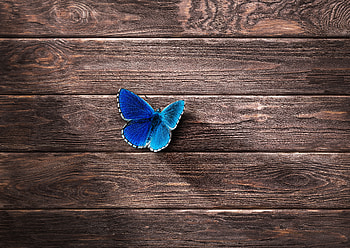 Wood, Wooden, Minimalism, Surface, Butterfly HD wallpaper