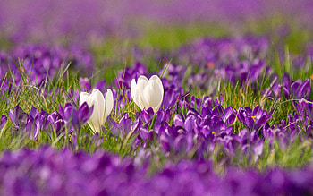 Crocus, nature, pretty, flower HD wallpaper