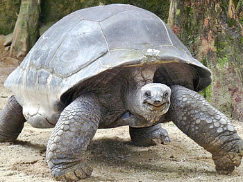 Aldabra Giant Tortoise, Aldabrachelys Gigantea, Gigantic reptile, Natusfera wonders HD wallpaper