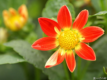 Flowers, Flower, Garden, One HD wallpaper