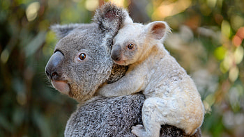 Mother and baby, Koalas HD wallpaper