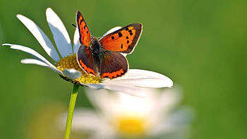 Butterfly, animal, insect, flower HD wallpaper
