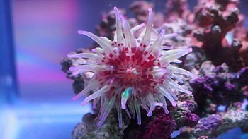 Australian sea anemone, Life saving drugs HD wallpaper