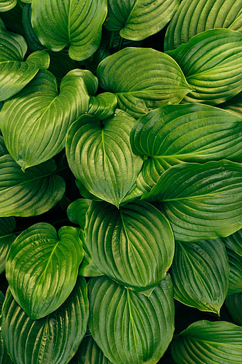 Green, leaf, dense and big HD phone wallpaper