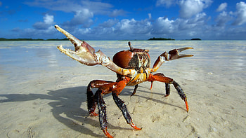 Crab, , , backgrounds HD wallpaper