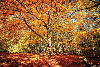 autumn tree, autumn, leaves, sun, tree HD wallpaper